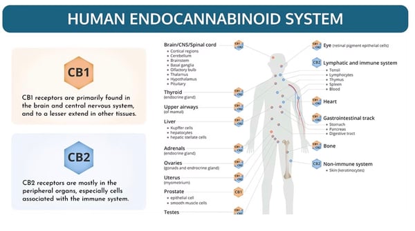 EndoSystem